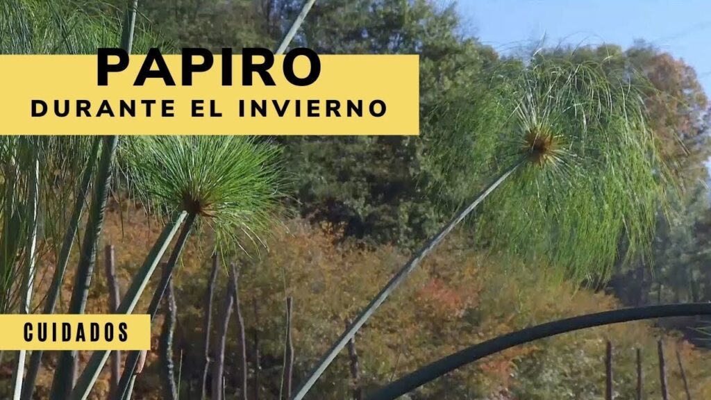 Cómo proteger y cuidar las hojas de papiro en tu jardín