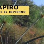 Cómo proteger y cuidar las hojas de papiro en tu jardín
