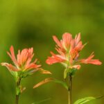 Cómo puedes cuidar adecuadamente las flores Indian Paintbrush
