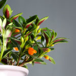Cómo puedes cultivar la planta hanging goldfish en tu hogar