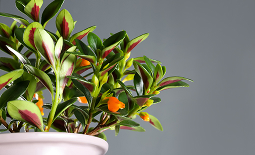 Cómo puedes cultivar la planta hanging goldfish en tu hogar