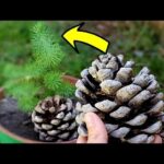 Cómo puedes germinar semillas de conos de pino en casa