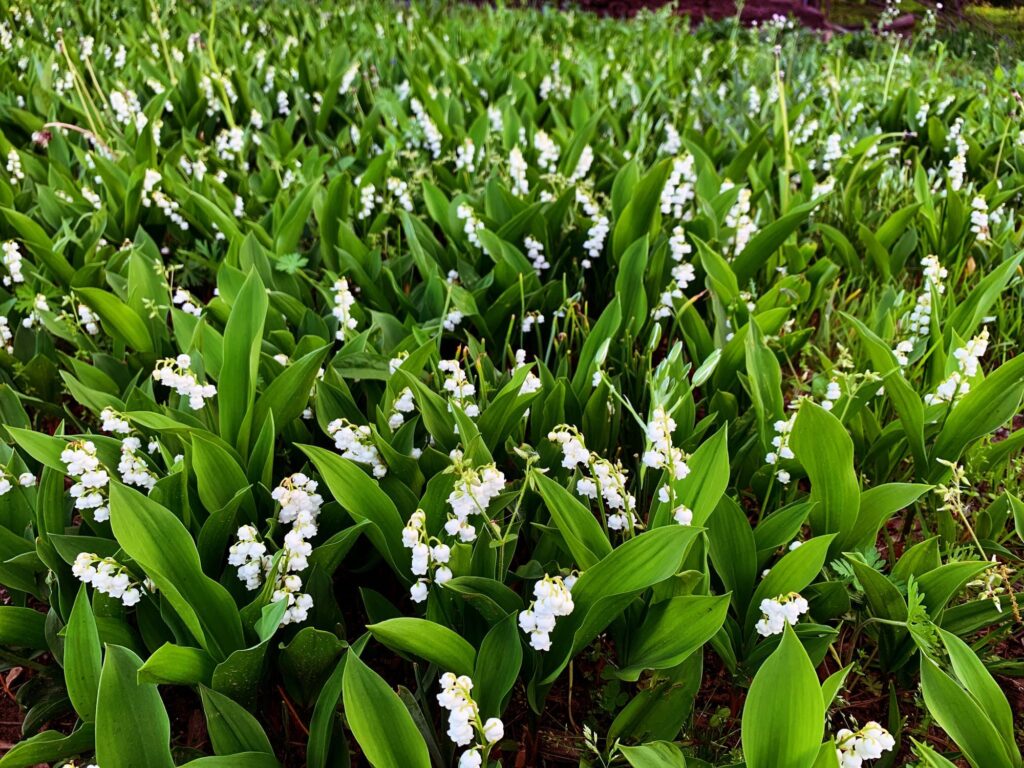 Cómo puedes plantar bayas de lirio del valle en tu jardín
