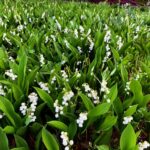 Cómo puedes plantar bayas de lirio del valle en tu jardín