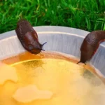 Cómo puedo atrapar babosas con cerveza de forma efectiva