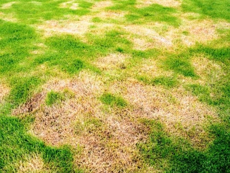 Cómo puedo combatir el hongo rosa en mi césped de manera efectiva