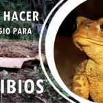 Cómo puedo construir un refugio para sapos en mi jardín