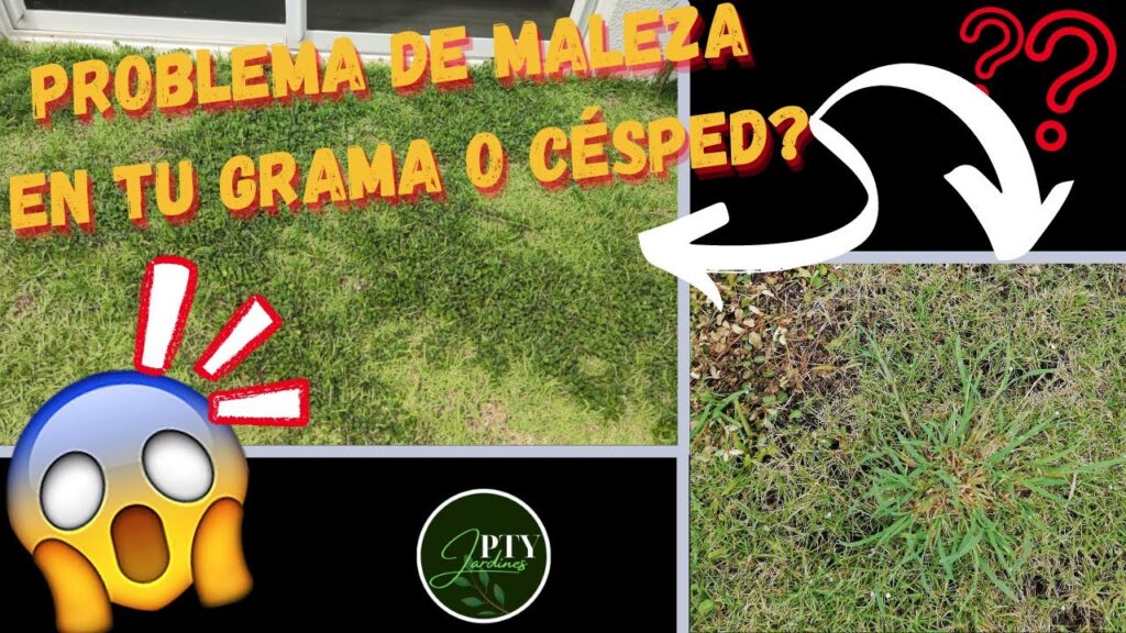Cómo puedo controlar la presencia de Ajuga en mi césped de forma efectiva