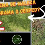 Cómo puedo controlar la presencia de Ajuga en mi césped de forma efectiva
