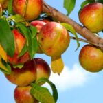 Cómo puedo cosechar nectarinas de forma exitosa