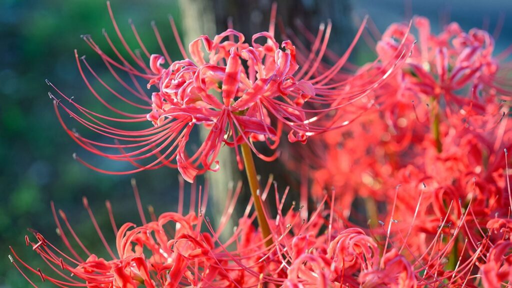 Cómo puedo cuidar adecuadamente la flor Lycoris en mi jardín