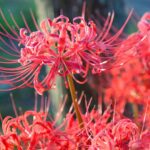 Cómo puedo cuidar adecuadamente la flor Lycoris en mi jardín