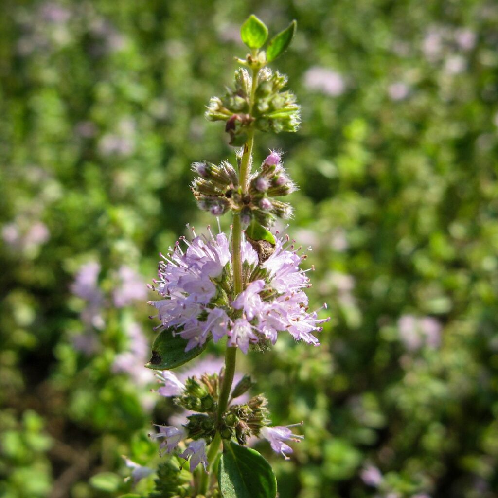 Cómo puedo cuidar adecuadamente la planta de Pennyroyal o Poleo