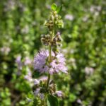 Cómo puedo cuidar adecuadamente la planta de Pennyroyal o Poleo