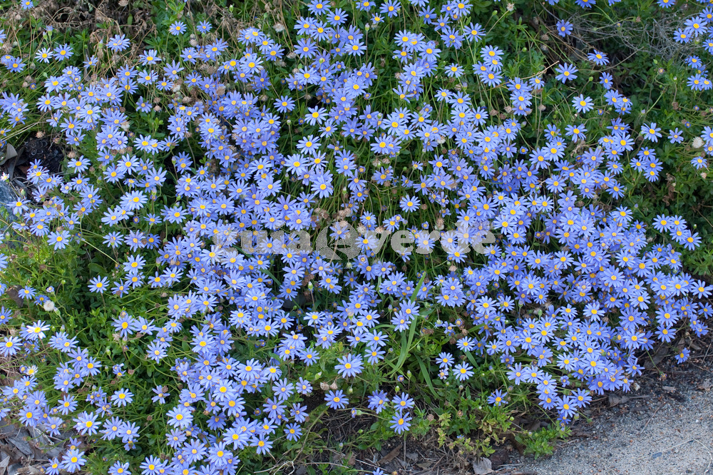 Cómo puedo cuidar adecuadamente la planta Felicia azul