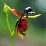 Cómo puedo cuidar adecuadamente las orquídeas pato volador