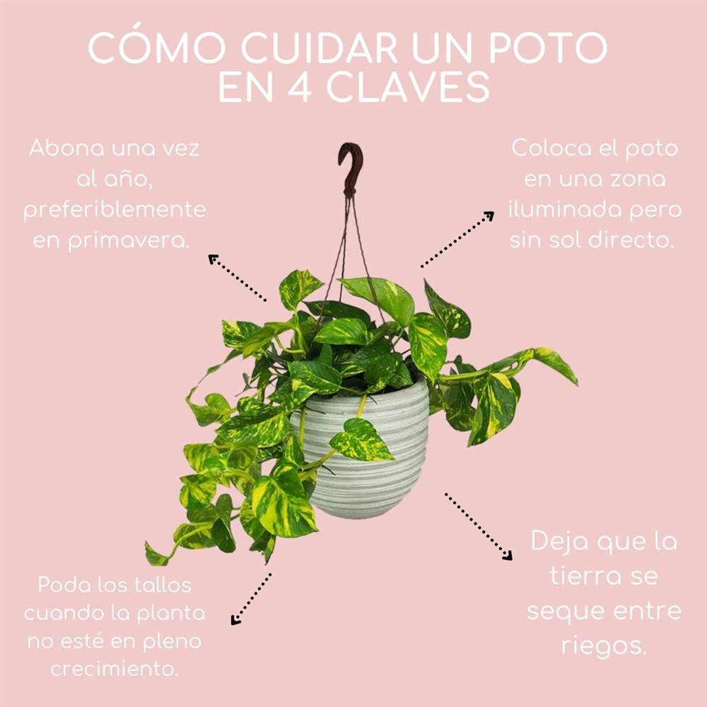 Cómo puedo cuidar adecuadamente las plantas Pothos en mi hogar