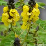 Cómo puedo cuidar adecuadamente mi candelabro de Senna