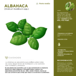 Cómo puedo cuidar adecuadamente mi planta de albahaca de canela