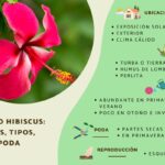 Cómo puedo cuidar adecuadamente mi planta de Hibisco Arándano