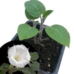 Cómo puedo cuidar adecuadamente una planta de Datura en maceta