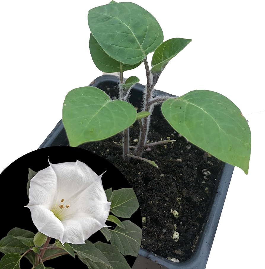 Cómo puedo cuidar adecuadamente una planta de Datura en maceta