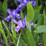 Cómo puedo cuidar adecuadamente una planta de iris enano
