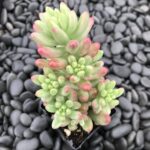 Cómo puedo cuidar adecuadamente una planta Jelly Bean Sedum