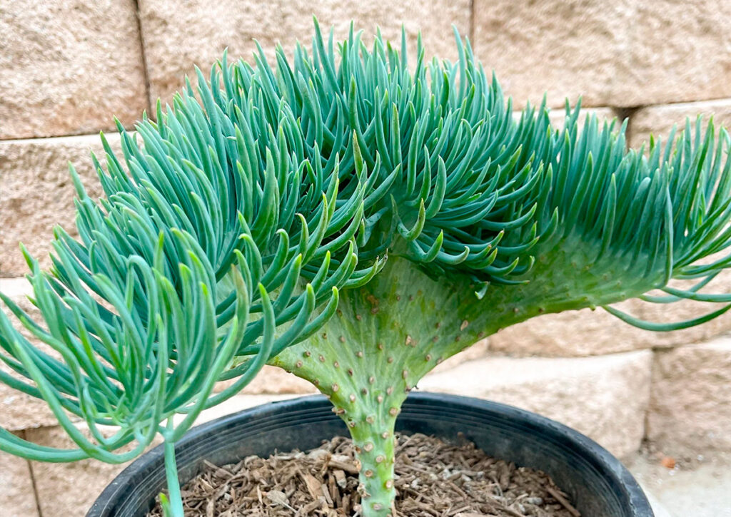 Cómo puedo cuidar adecuadamente una suculenta cola de sirena