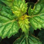 Cómo puedo cuidar correctamente una planta de Patchouli en casa