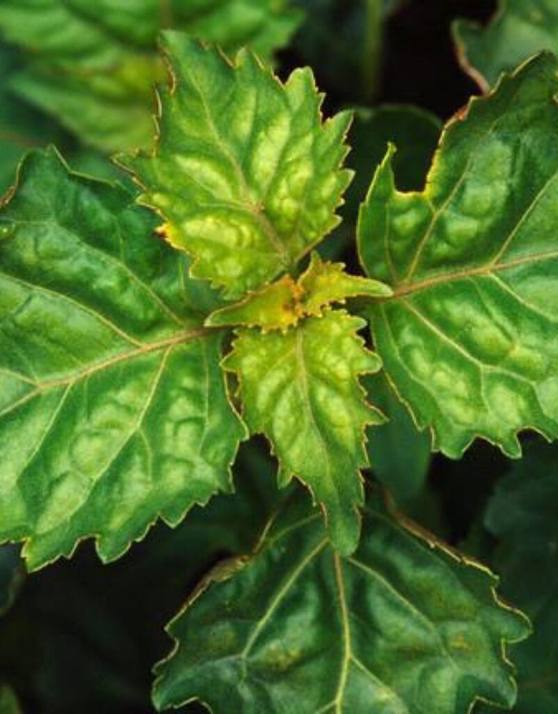 Cómo puedo cuidar correctamente una planta de Patchouli en casa