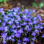 Cómo puedo cuidar de forma adecuada la lobelia en macetas