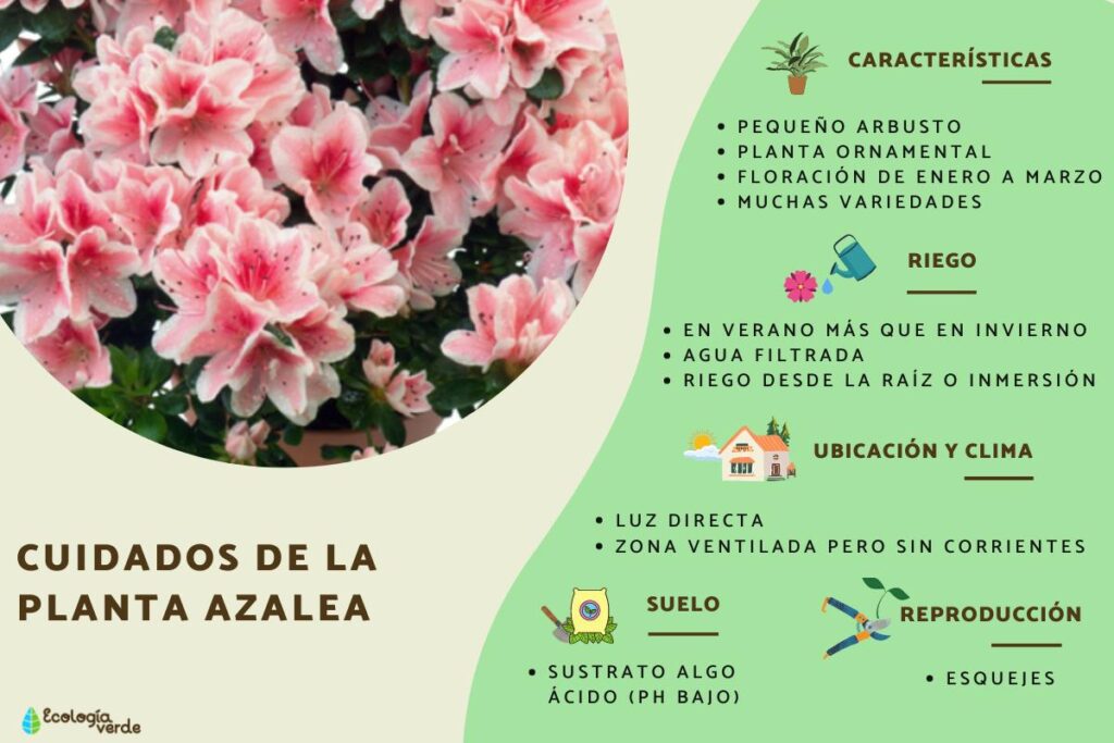 Cómo puedo cuidar de una azalea de interior de forma adecuada