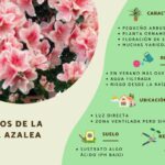 Cómo puedo cuidar de una azalea de interior de forma adecuada