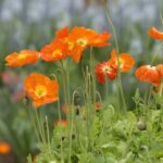 Cómo puedo cuidar las amapolas islandesas en mi jardín