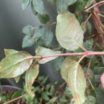 Cómo puedo cuidar las hojas enfermas de una planta de fucsia