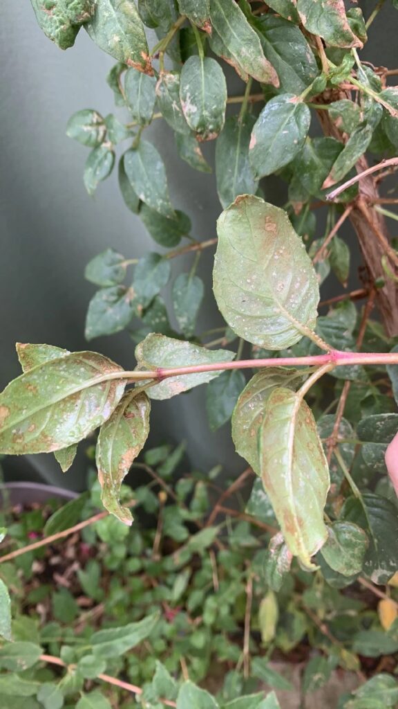 Cómo puedo cuidar las hojas enfermas de una planta de fucsia