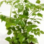 Cómo puedo cuidar las plantas China Doll en el exterior