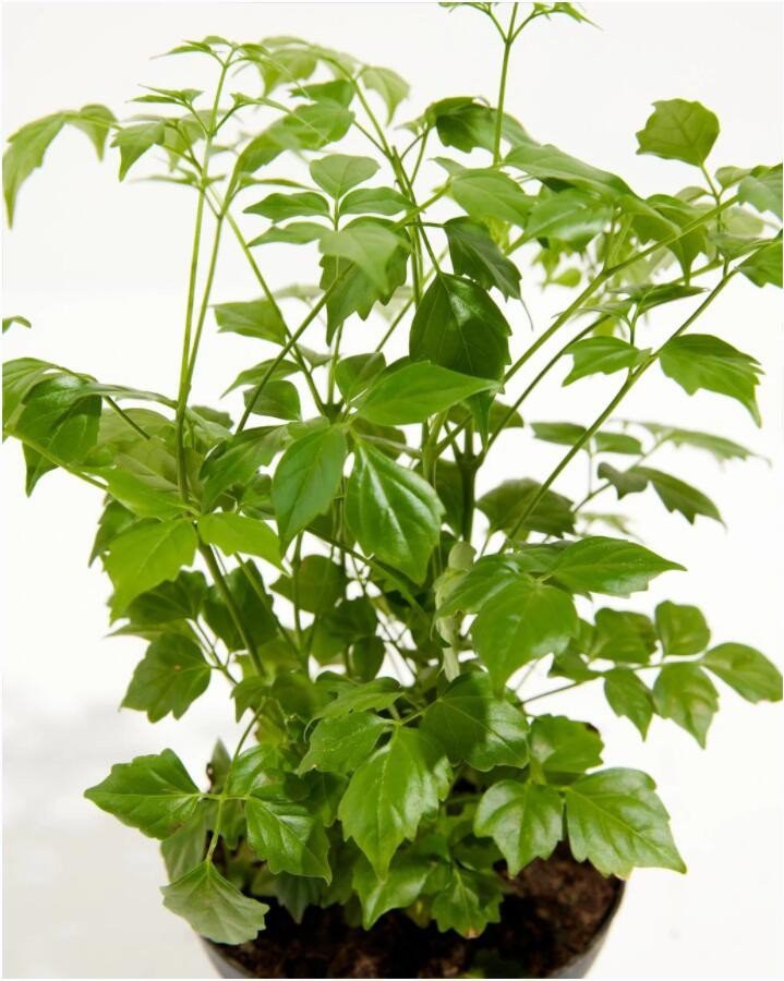 Cómo puedo cuidar las plantas China Doll en el exterior