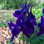 Cómo puedo cuidar las plantas de Larkspur en mi jardín