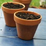 Cómo puedo cuidar los iris plantados en macetas