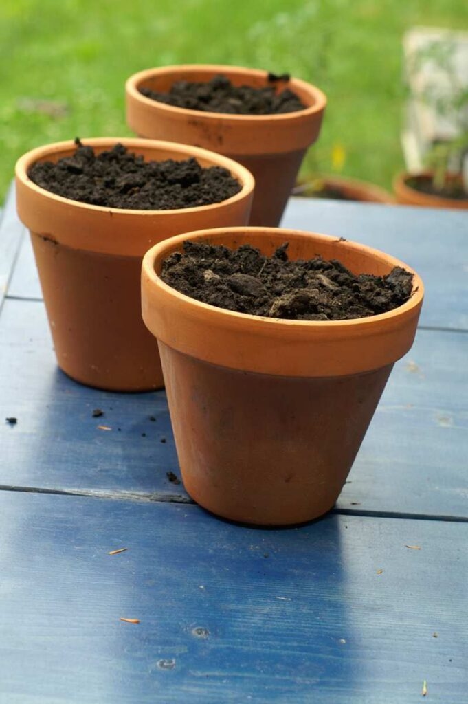 Cómo puedo cuidar los iris plantados en macetas