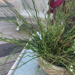 Cómo puedo cuidar los juncos plantados en macetas