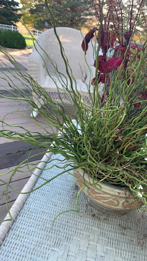 Cómo puedo cuidar los juncos plantados en macetas