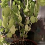 Cómo puedo cuidar los tallos leñosos de la albahaca