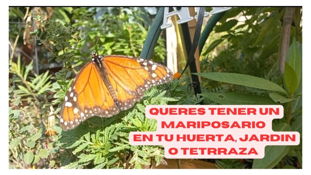 Cómo puedo cuidar mariposas de jengibre en mi jardín