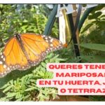 Cómo puedo cuidar mariposas de jengibre en mi jardín