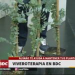 Cómo puedo cuidar mis plantas de eucalipto en casa