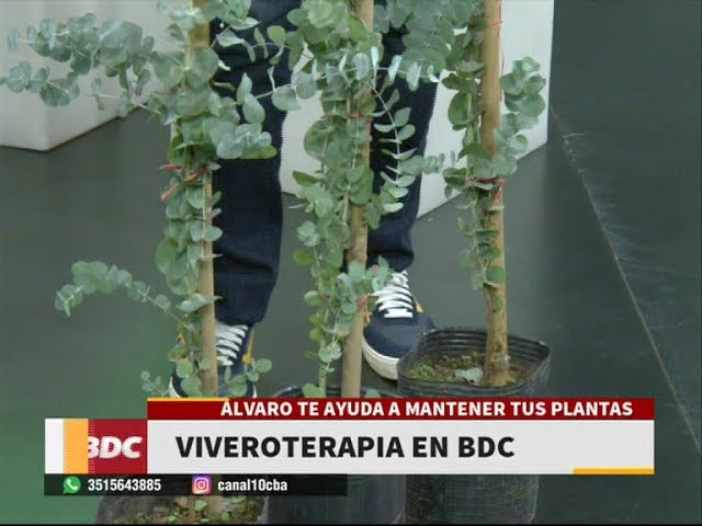 Cómo puedo cuidar mis plantas de eucalipto en casa