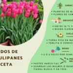 Cómo puedo cuidar tulipanes con bordes deshilachados